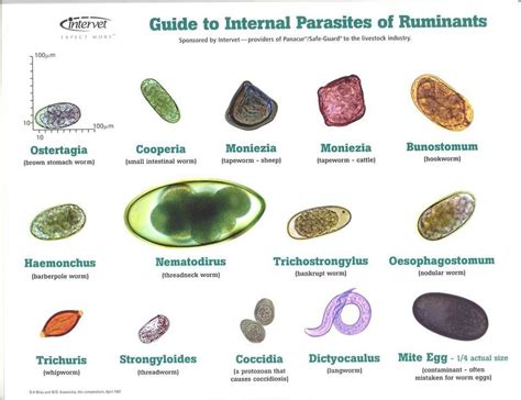 Internal Parasites for Rumens - Goats | Veterinaria y zootecnia ...