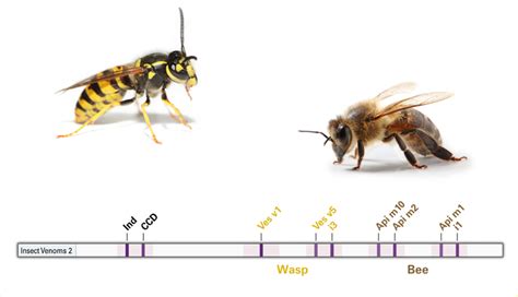 Novelties in the molecular diagnosis of insect venom allergies ...