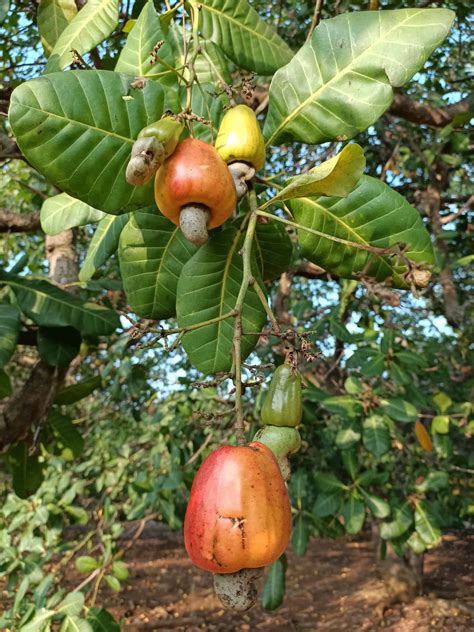 Cashew Market Report April 2021 | Cornhouse