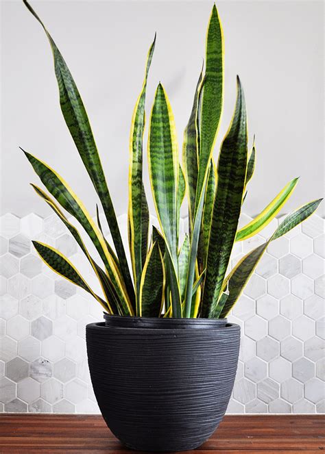 Snake Plant Design Ideas Sawareh