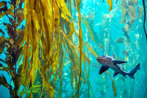 Kelp forest exploration | Learn at home | Grades 3-5 | Monterey Bay ...