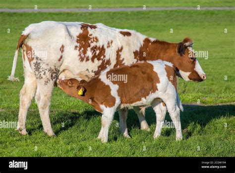 Cow brown white hi-res stock photography and images - Alamy