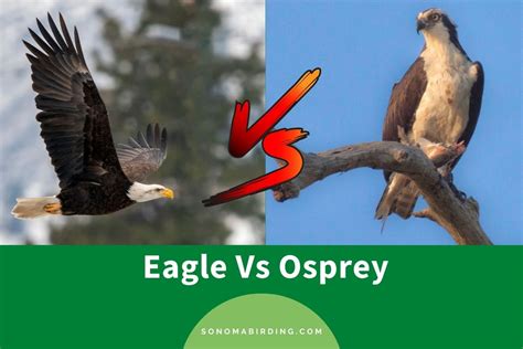 Eagle Vs Osprey: Comparing The Two Birds - Sonoma Birding