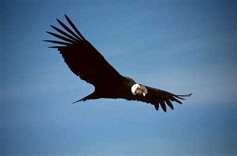 Andean Condor – Vultur gryphus - Birds