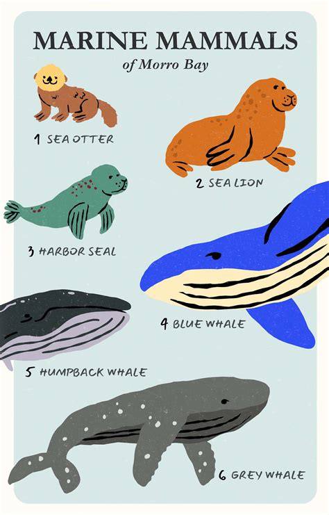 6 Marine Mammals You Can Spot in Morro Bay