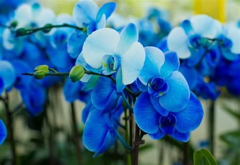 Are Blue Orchids Real? Yes and No... Here's Why - Brilliant Orchids