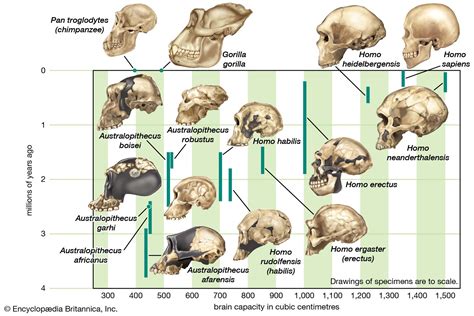 Human evolution - Brain Size, Adaptations, Fossils | Britannica