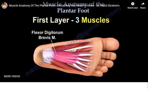 Anatomy of the Sole of Foot — OrthopaedicPrinciples.com