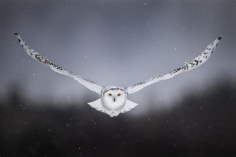 HD wallpaper: snow, background, owl, bird, wings, flight, snowy owl ...