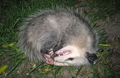 Playing possum and other tricks of our lone marsupial | Bay Naturalist ...