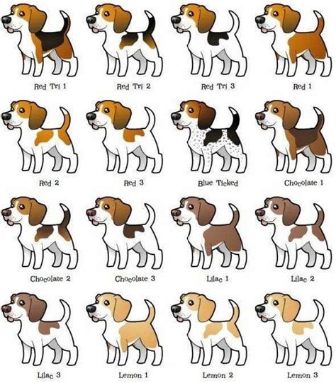 Beagle color chart | Beagle puppy, Cute beagles, Beagle colors