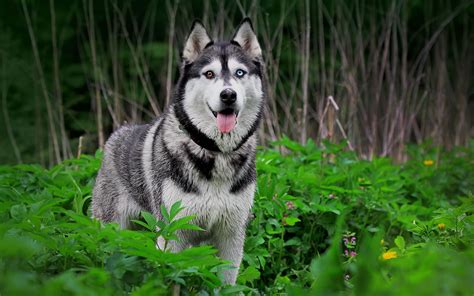 Siberian Husky wallpaper - My Doggy Rocks