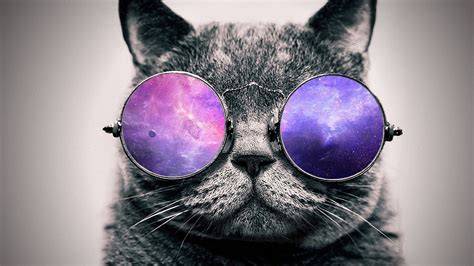 artwork, Digital Art, Cat, Glasses Wallpapers HD / Desktop and Mobile ...