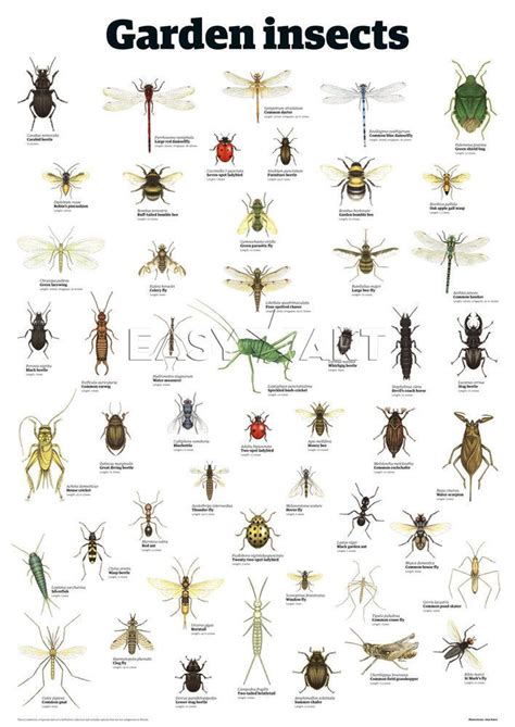 Insect identification clipart - Clipground