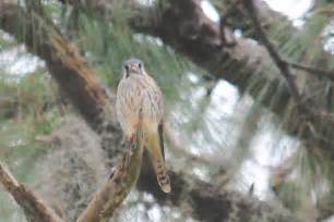 A Female Kestrel? | Wildlifewatcher's Blog