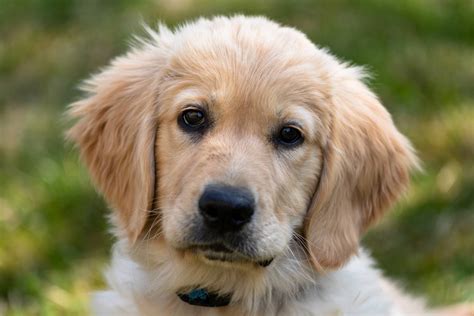 Golden Retriever Puppies: Everything You Need To Know