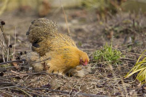 Sicilian Buttercup Chicken Stock Photos - Free & Royalty-Free Stock ...