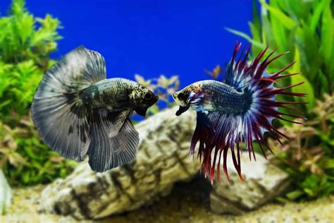 Betta Fish (Siamese Fighting Fish) - A-Z Animals