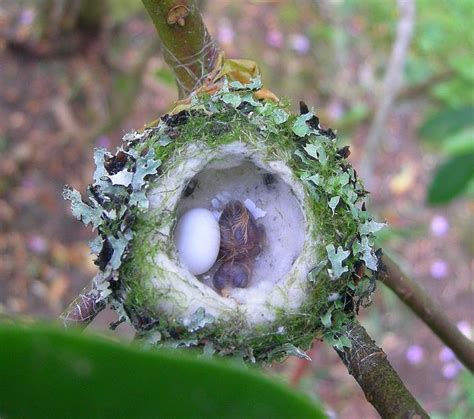 Cute Baby Hummingbirds