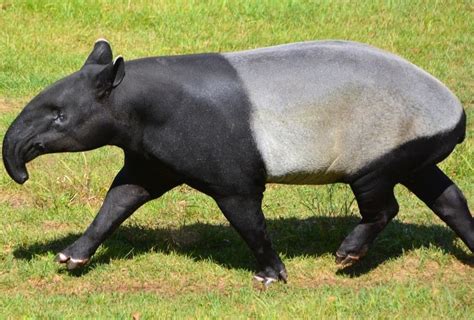 Tapir Animal Facts | AZ Animals