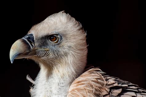 Himalayan Griffon The Largest Gyps Vulture - Treks and Trails India