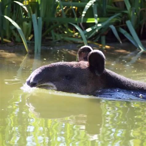 Mountain Tapir - Facts, Diet, Habitat & Pictures on Animalia.bio