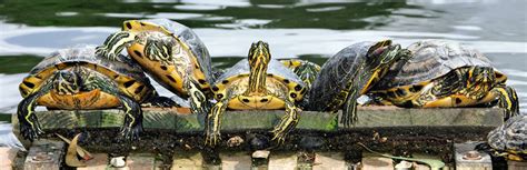 Aquatic Turtles: Complete Care Guide and Introduction