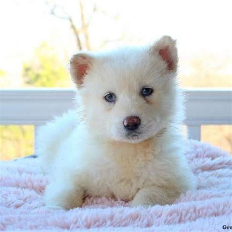 Alaskan Malamute Mix Puppies For Sale | Greenfield Puppies