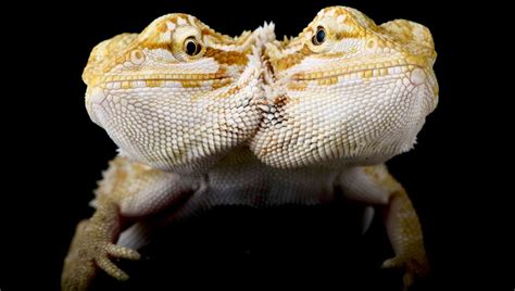 Polycephaly: The Rare Phenomenon Of Multi-Headed Animals | IFLScience