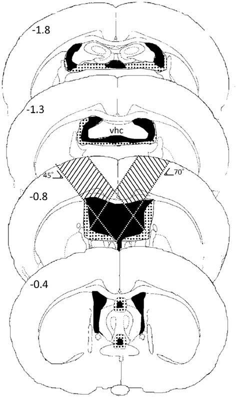 Numbers show the A-P distance from bregma. The coronal section 0.8 mm ...