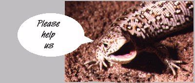 Conservation - about the Sand lizard