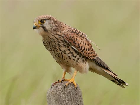 Kestrel Bird Facts (Falco tinnunculus) | Birdfact