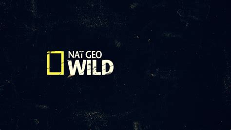 NAT GEO WILD Big Cat Week // Promo Package on Behance