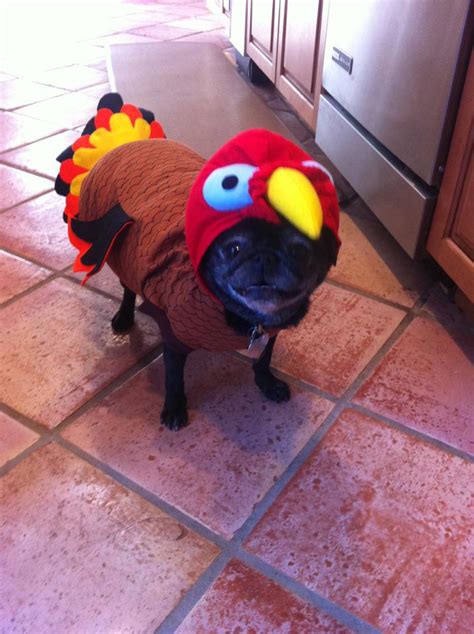 Just a Pug in a Turkey Costume : r/aww