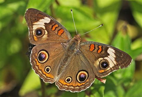 Brown Colored Butterflies ~|~ Butterfly Colors