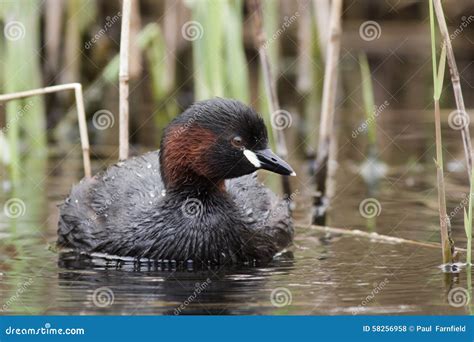 Little Grebe stock photo. Image of dabchick, breeding - 58256958