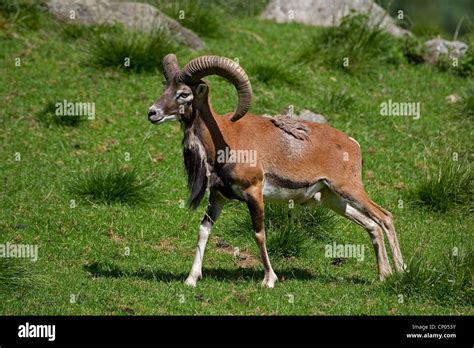 Mouflon (Ovis musimon, Ovis gmelini musimon, Ovis orientalis musimon ...