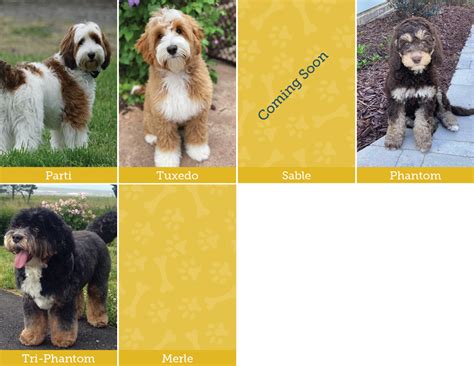 Australian Labradoodles Have Two Types of Coats and Ten Different Coat ...