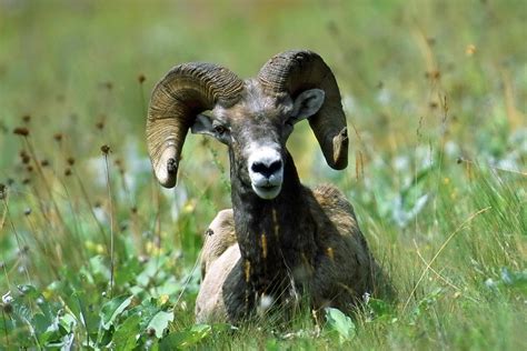 Free picture: bighorn, sheep, ovis canadensis