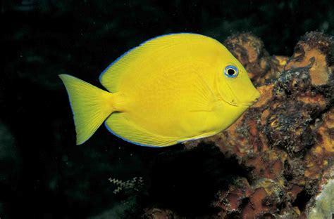 Blue Tang Facts: Habitat, Diet, Behavior