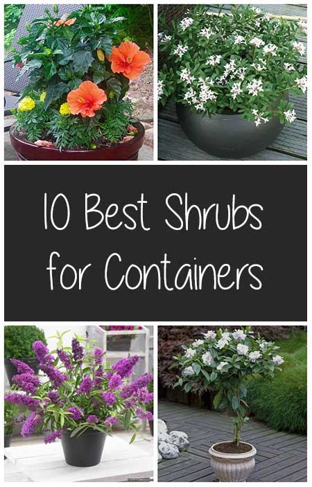 10 Best Shrubs for Containers – DIY CREATED