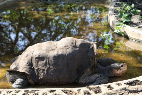 Pinta Island tortoise (Chelonoidis abingdonii)- February 2012 - ZooChat