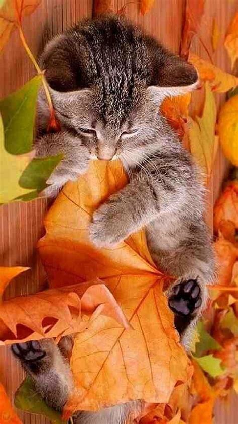 Fall Wallpaper With Cats