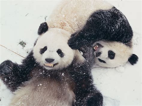 Cutest Animals In The Snow