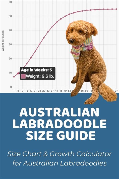 Australian Labradoodle Size Chart With 19,500+ Weight Data Points ...