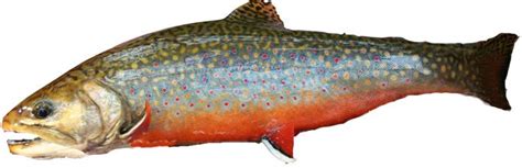 brook trout identification – Troutster.com – Fly Fishing Tips and Tactics