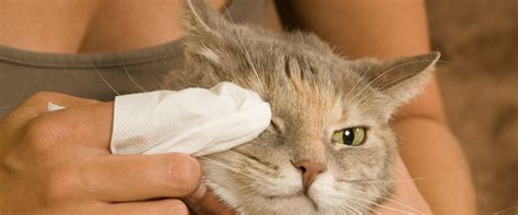 Kitty Pink Eye!? How to Treat Your Cat's Conjunctivitis