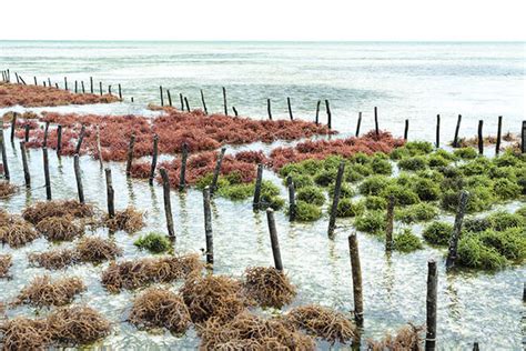 Seaweed Farming - Seaweed Cultivation: Potential, Significance - UPSC ...