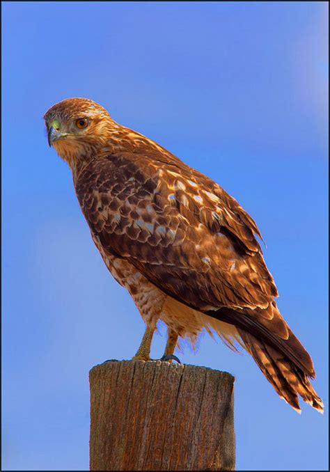 Juvenile Red-tailed Hawk Photograph by Floyd Hopper - Pixels