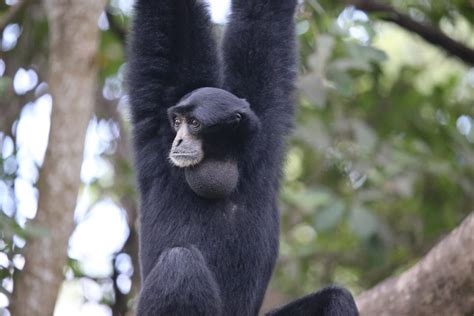 A Rare Pair of Singing Gibbons Released into the Wild Bring Hope for ...